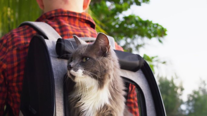 猫从主人背上的背包里往外偷看。一个男人背着背包带着他的猫环游世界的电影镜头。带着你的宠物在你的肩膀上