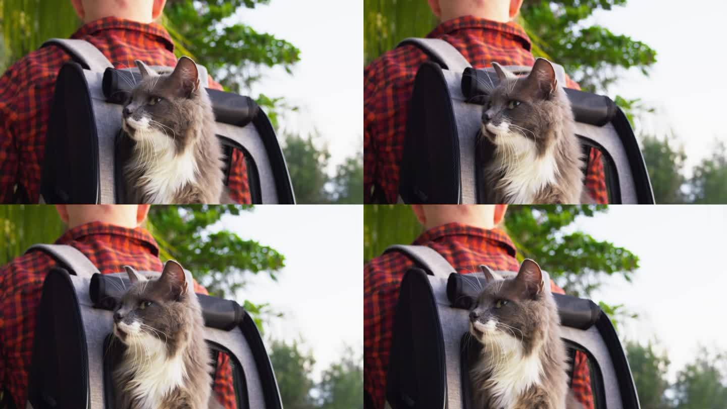 猫从主人背上的背包里往外偷看。一个男人背着背包带着他的猫环游世界的电影镜头。带着你的宠物在你的肩膀上