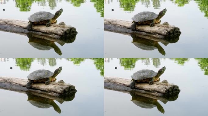 一只乌龟坐在漂浮在湖面上的圆木上，背景是倒映在水面上的树木