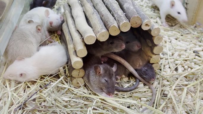 一群老鼠在木屋里休息。漂亮的小白鼠