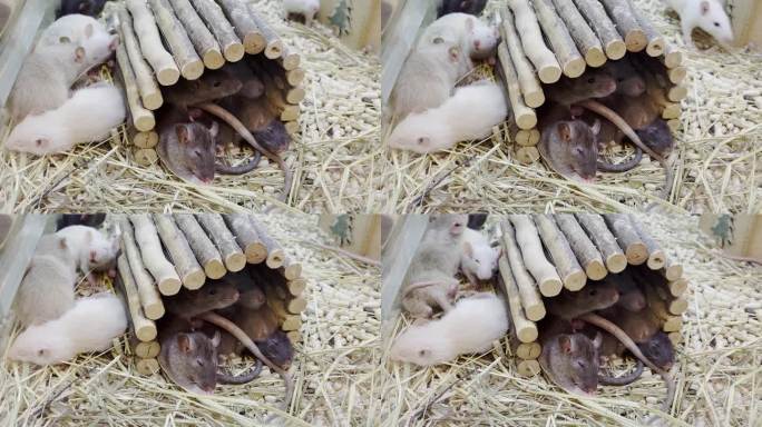一群老鼠在木屋里休息。漂亮的小白鼠