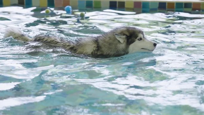 西伯利亚哈士奇在宠物医院的私人游泳池里游泳