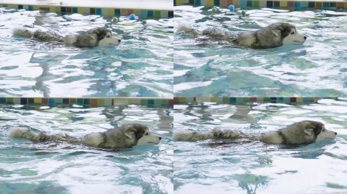西伯利亚哈士奇在宠物医院的私人游泳池里游泳
