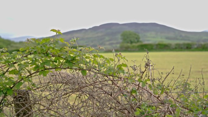 在英国威尔士的斯诺多尼亚国家公园里，藤蔓生长在路边一个古老的乡村铁丝网上，远处是一片黄色的草地和山脉