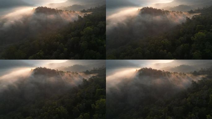 空中拍摄的清晨森林和薄雾