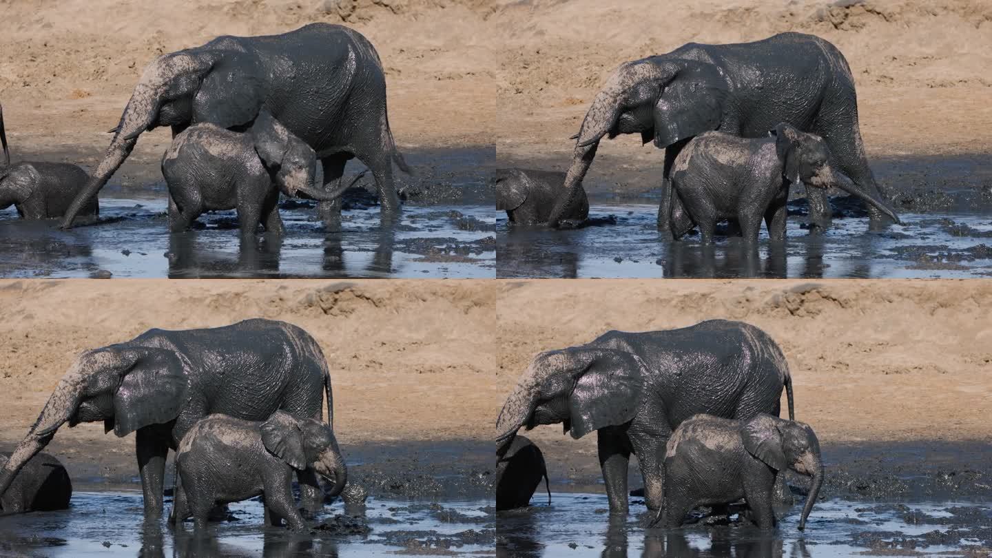 慢镜头特写。可爱的小象和母象在水坑边被泥水覆盖