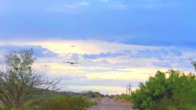 在新墨西哥州的拉斯克鲁塞斯大坝开放空间，一只鹰飞过一条徒步小径