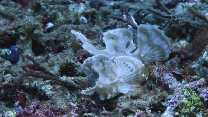 花式珊瑚鱼