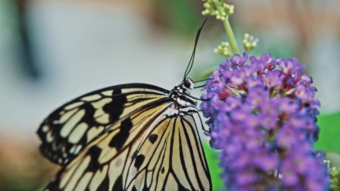 在动物园蝴蝶馆展览中，热带创意白鹤米纸风筝蝴蝶在啜饮花蜜为花朵授粉