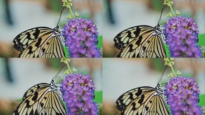 在动物园蝴蝶馆展览中，热带创意白鹤米纸风筝蝴蝶在啜饮花蜜为花朵授粉