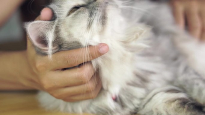 女人在家里和猫玩，抚摸猫的头，挠猫的肚子