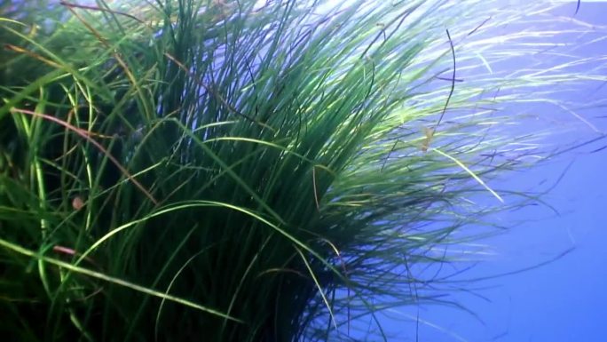 密密麻麻的绿色海草的特写。