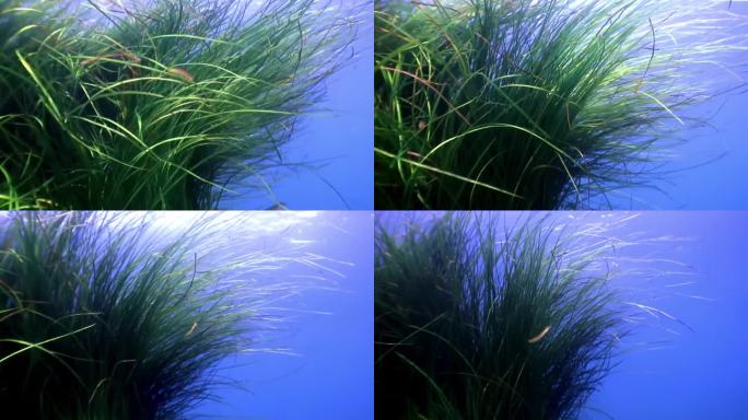 密密麻麻的绿色海草的特写。