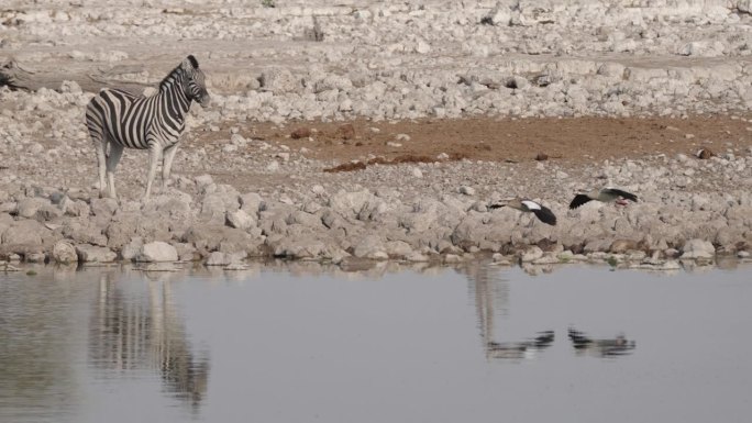 纳米比亚，一只斑马在水坑喝水