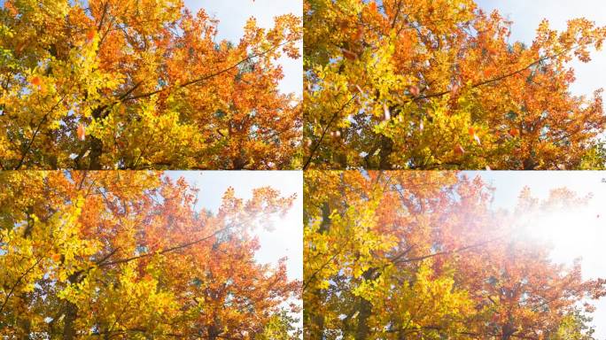 美丽的多色秋树秋天到了枫叶叶黄叶枯叶叶子