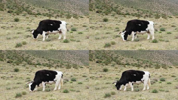 黑白牦牛吃草