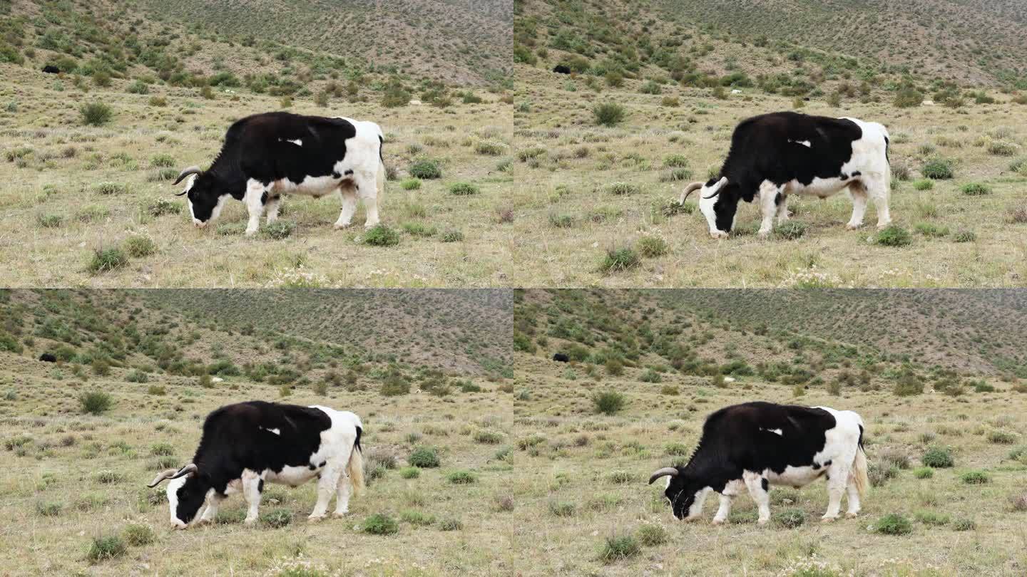 黑白牦牛吃草