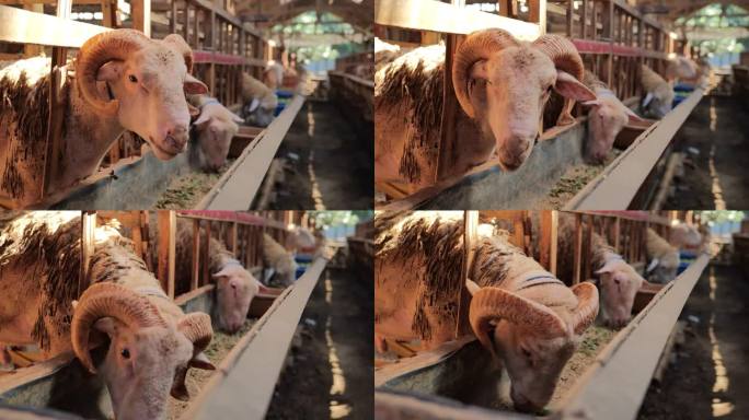 一只长角的大羊在木围栏边上大嚼饲料。白天手持拍摄。