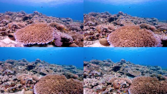 美丽的水下彩色热带珊瑚礁和海鱼。探索海洋中的野生动物风景。平静的海洋浮潜在亚洲珊瑚礁。明亮充满活力的