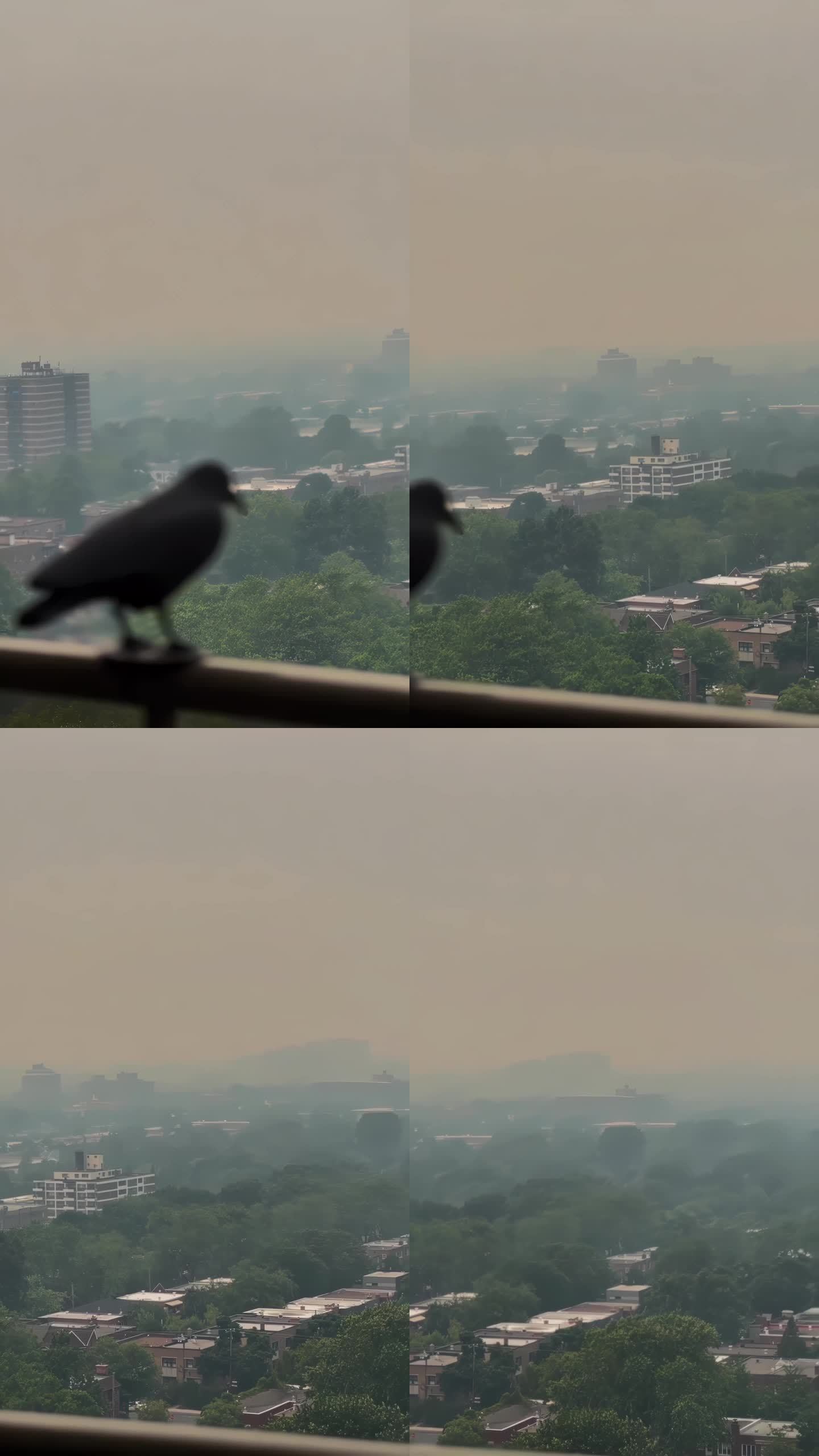 孤鸟的剪影站在篱笆上，眺望着雾蒙蒙的城市全景，绿树成荫，住宅林立。