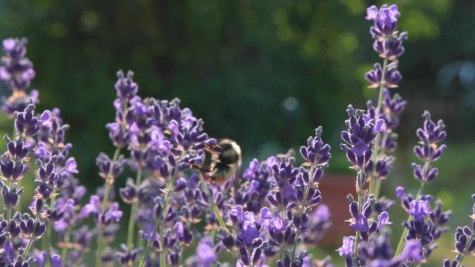 紫色薰衣草花与蜜蜂