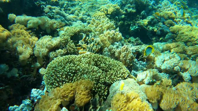 水下五颜六色的珊瑚礁