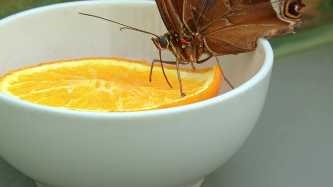柑橘小口:蝴蝶的柠檬花蜜盛宴
