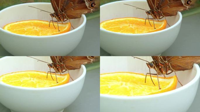 柑橘小口:蝴蝶的柠檬花蜜盛宴
