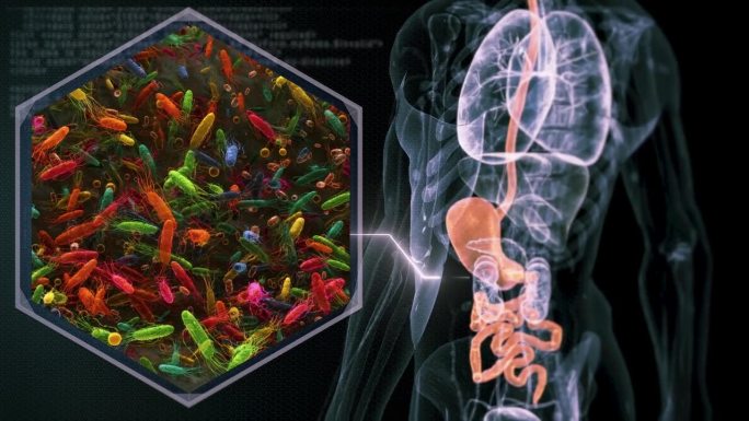 肠道细菌人体吸收人体胃肠道润肠通便