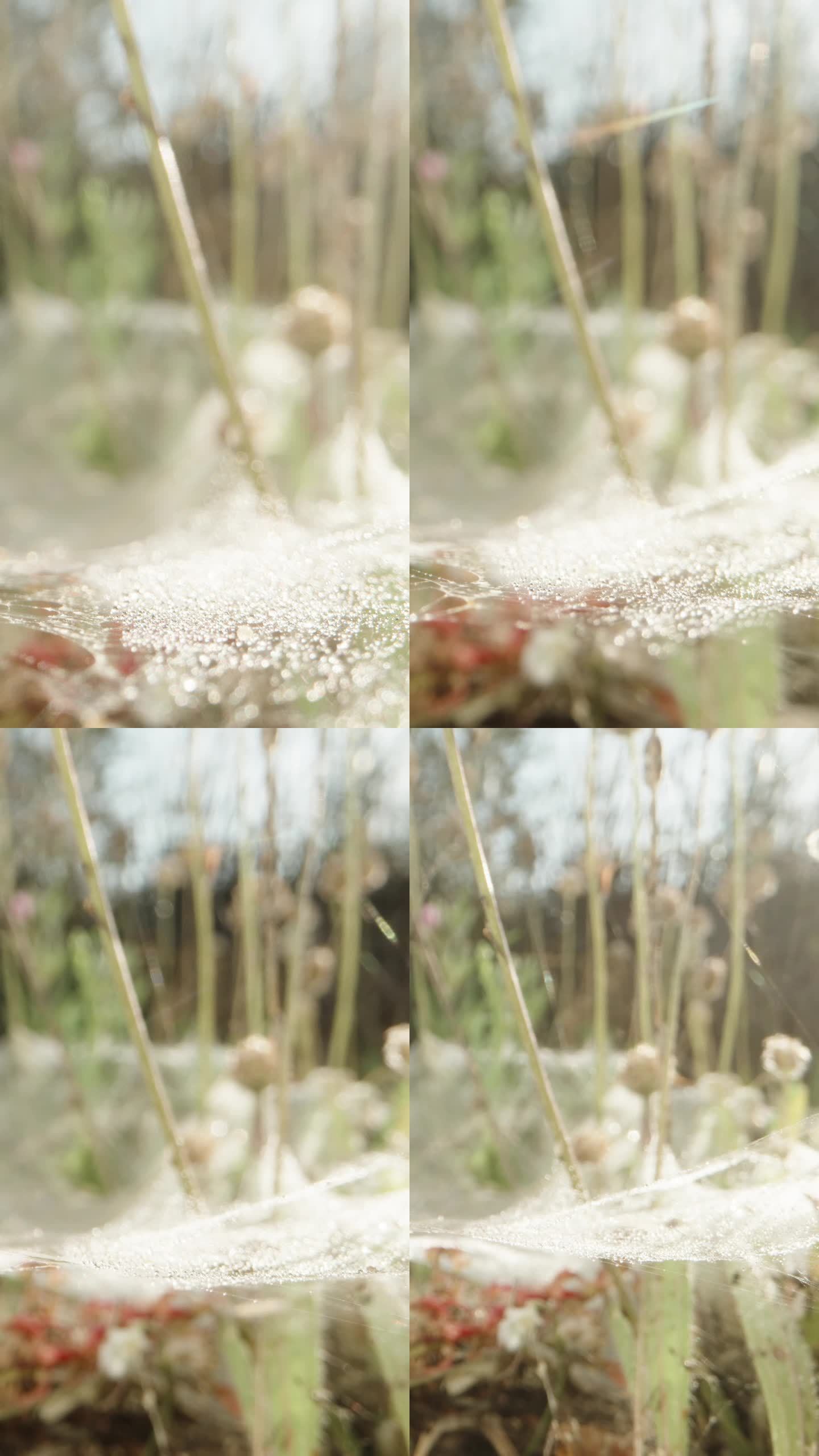 田野里结着蜘蛛网的花，在日出时的露珠里。宏观经济下滑。垂直视频。