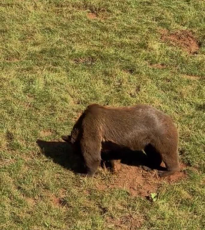 一只棕熊在草地上嗅着