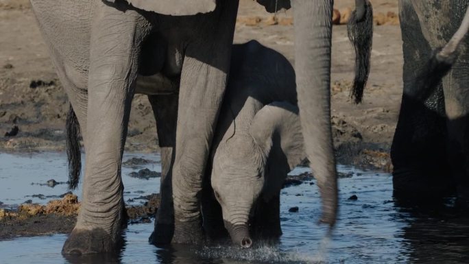 特写镜头。可爱的小象在水坑旁边用嘴喝水
