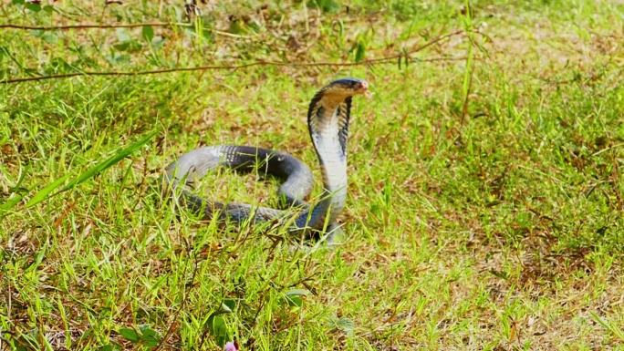一条黑眼镜蛇抬起脖子，在草丛中展开兜帽。