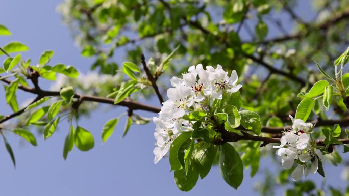 春暖花开的老梨花