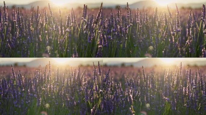 日落时的薰衣草田，法国普罗旺斯。背光的紫色薰衣草花在风中摇曳。斯坦尼康拍摄的紫罗兰薰衣草开花