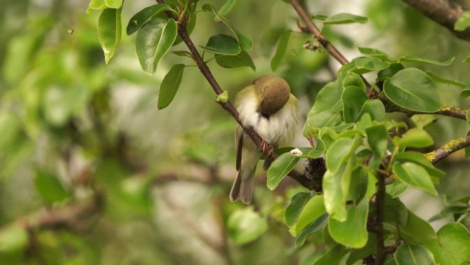 一只柳莺(Phylloscopus trochilus)在早春的梨树上擦亮羽毛，唱歌