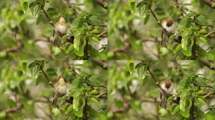 一只柳莺(Phylloscopus trochilus)在早春的梨树上擦亮羽毛，唱歌