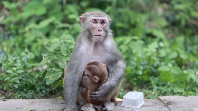 野生猴子肖像娘俩玩耍母乳炎热夏天小树林