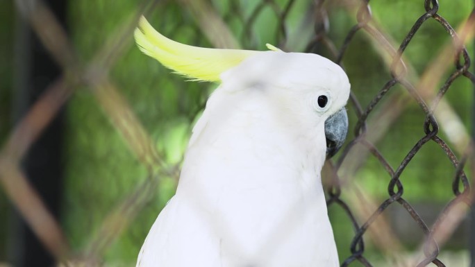 卡卡托亚，硫磺冠凤头鹦鹉的特写镜头