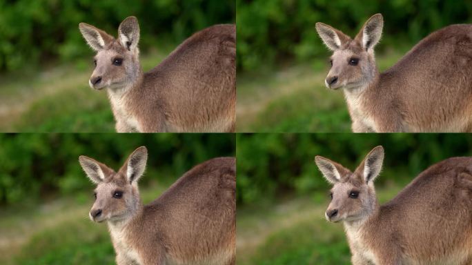 草地上的东部灰袋鼠，非常可爱的动物和绿色背景的婴儿，澳大利亚野生动物，昆士兰，布里斯班，棕色袋哺乳动