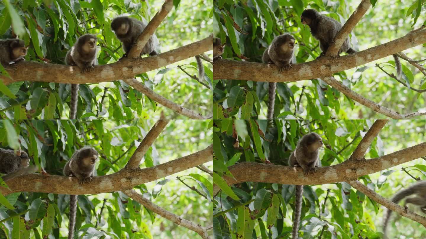 坐在热带雨林树枝上的狨猴