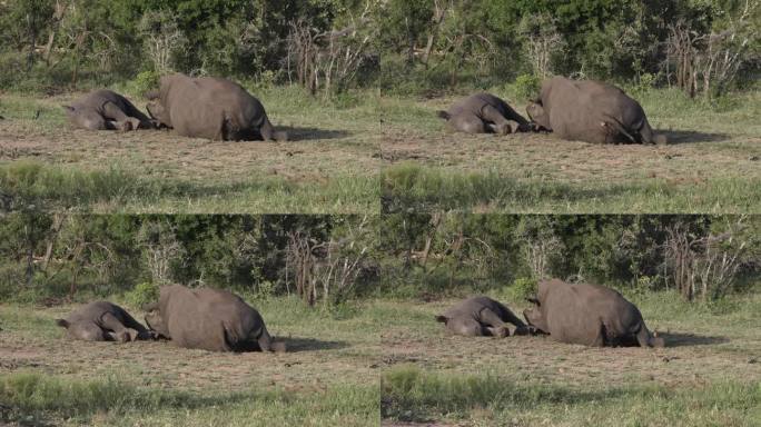 一头白犀牛妈妈和她的幼崽正在休息。