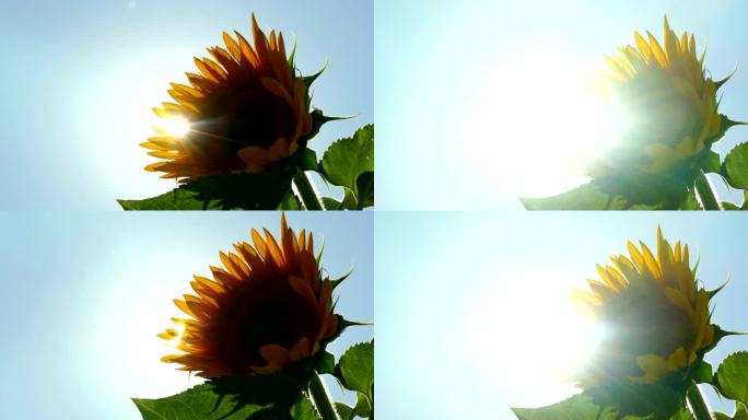阳光穿过向日葵的花朵
