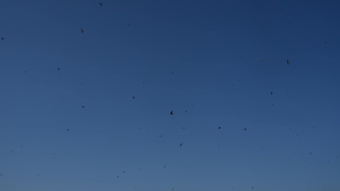 许多燕子在蓝天上盘旋飞翔
