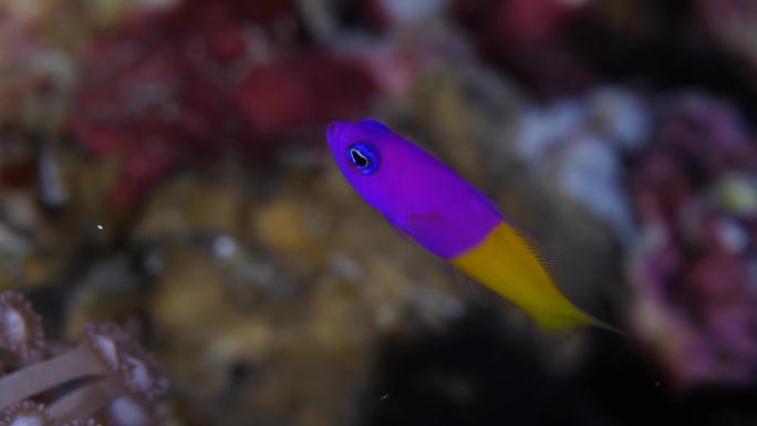 紫色和黄色的小热带鱼。