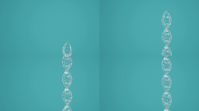 水的DNA模型