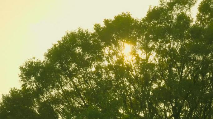 清新的绿树和美丽的阳光