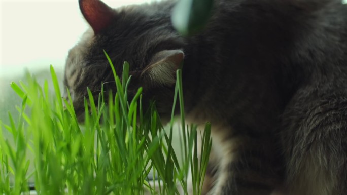 家猫吃草。灰色可爱的小胡子坐在窗台上嚼着盆栽的小麦芽，诠释了家畜健康营养的理念
