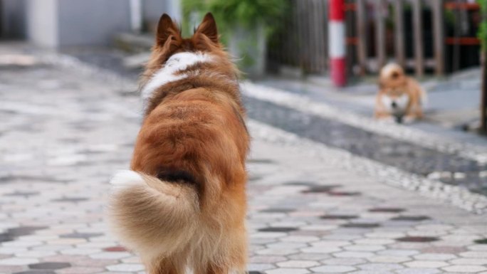 后视图，可爱的粗犷的柯利犬站着，对着躺在地上的小棕色狗摇尾巴，两只狗之间友好地打招呼，4k慢镜头。