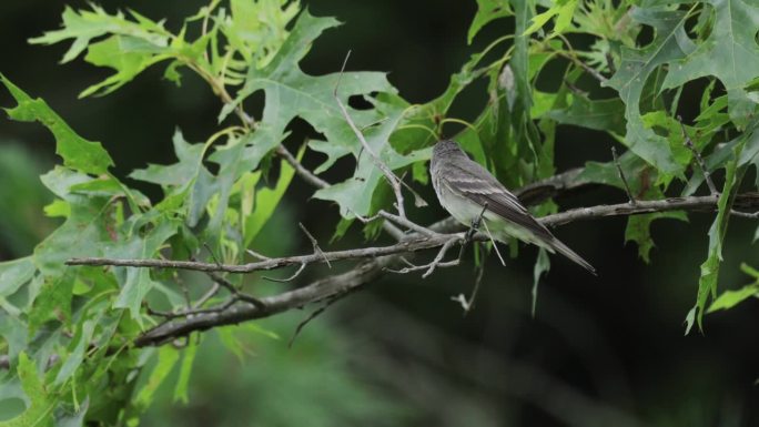 Eastern Wood-Pewee，华盛顿特区